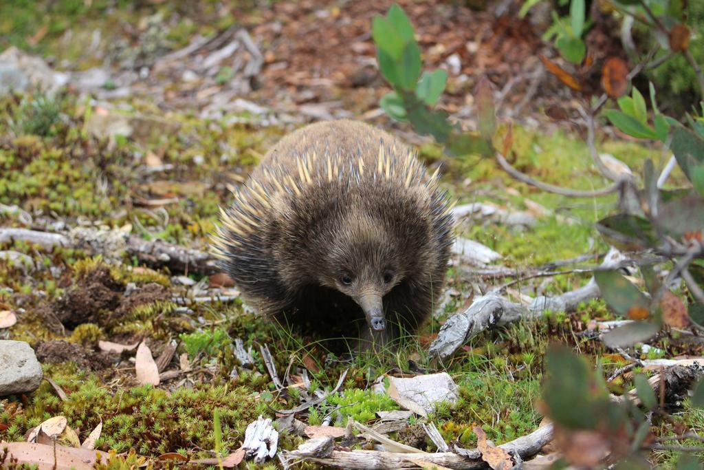 Cradle Mountain Wilderness Village ภายนอก รูปภาพ